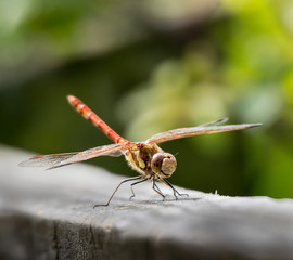 Common Darter Dragonfly - 235485063