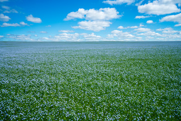 Flax flowers. Flax field, flax blooming, flax agricultural cultivation.