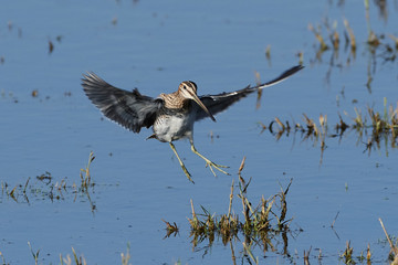 Common snipe (Gallinago gallinago)