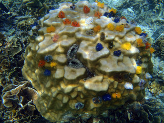 Fototapeta na wymiar Wonderful coloured coral reef in Sulawesi