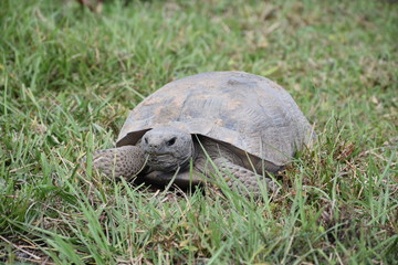 Florida Gopher Tortoise