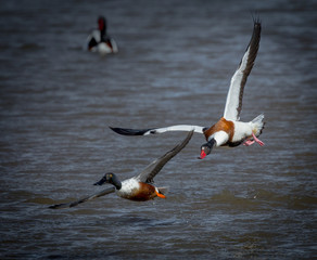  pair of Shelduck landing on water (Tadorna tadorna) - 235485878
