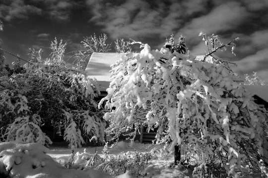 Snow covered trees and house in winter