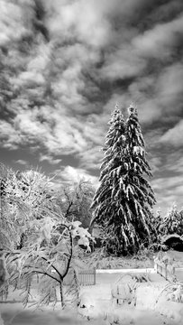 Isolated snow covered pine tree in Winter