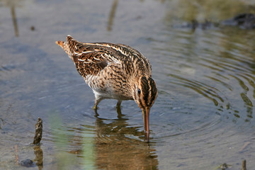 Common snipe (Gallinago gallinago)