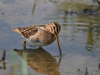 Common snipe looking for food in its natural habitat