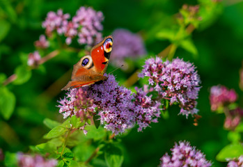 beautiful butterfly aglais io sits on the fluffy flowers of verbena, blooming in the park or in the field