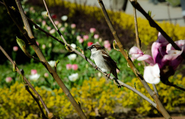 bird on branch