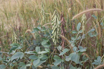 seeds