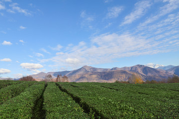 Fototapeta na wymiar tea plantation. autumn landscape