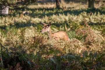 red deer walking through the grassland