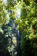 Obraz premium Waterfall at the 25 fountains tour, Madeira, Portugal