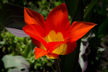 red flower