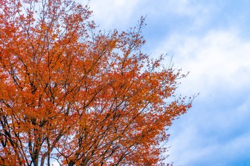 Fototapeta premium Baum