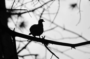 bird on a branch