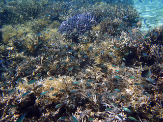 Wonderful coloured coral reef in Sulawesi