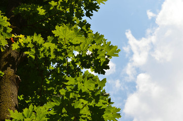 green leaves and blue sky