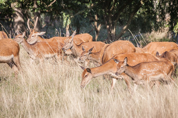 heard of red deers grazing on a grassland in a park
