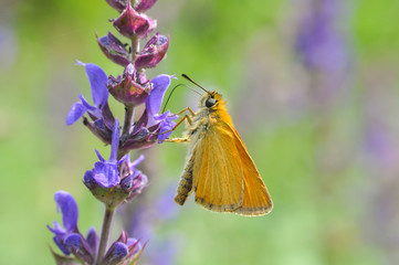Butterfly, Ochlodes sylvanus, Large skipper on flower