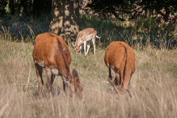 red deer grazing on dry grass on a hot summer day
