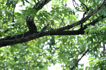 Indian roller