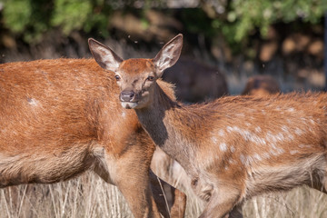 red deer grazing on dry grass on a hot summer day