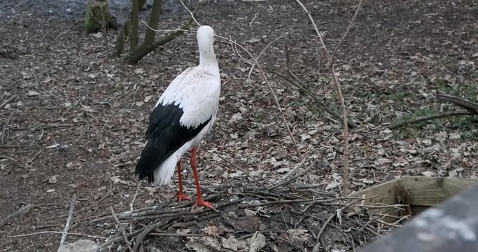 Storch im Nest Blick auf Wald 4K DCI 50p