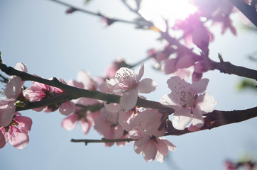 Obraz premium flower