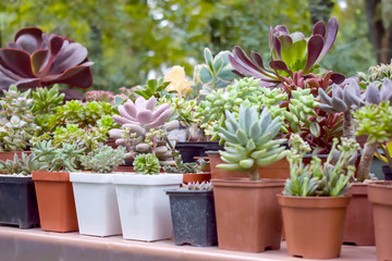 Close up of different varietal agave succulent plants in pots, selective focus. various types of succulent plant pot - echeveria, Graptoveria, Haworthia, sempervivum, flowering house, house plants