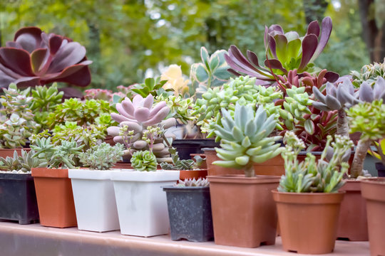 Close up of different varietal agave succulent plants in pots, selective focus. various types of succulent plant pot - echeveria, Graptoveria, Haworthia, sempervivum, flowering house, house plants