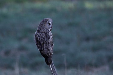 Great grey owl (Strix nebulosa)