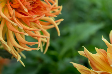 Orange dahlia flower on the bush