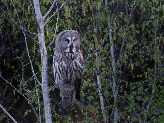 Great grey owl (Strix nebulosa)