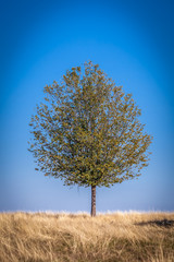 lonly tree in the middle of the dry grass on the blue background