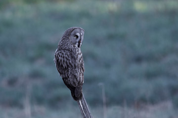 Great grey owl (Strix nebulosa)