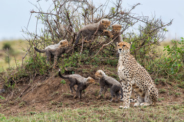 Cheetah mother with her cubs playing on an anthill - Masai Mara National Park - Kenya