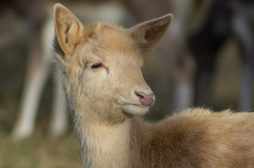 Weißer Damhirsch (Dama dama)
