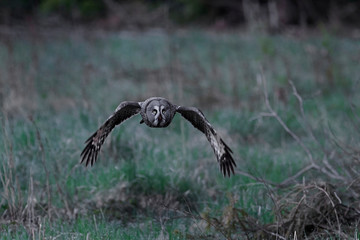 Great grey owl (Strix nebulosa)
