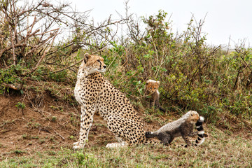 Cheetah mother with her cubs playing on an anthill - Masai Mara National Park - Kenya