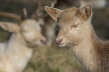 Fototapeta premium Weißer Damhirsch (Dama dama)