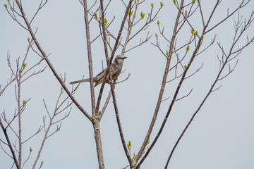 Brown-eared Bulbul perched on a budding tree
