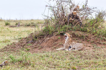 Cheetah mother with her cubs playing on an anthill - Masai Mara National Park - Kenya