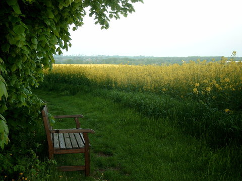 Rast am Rapsfeld