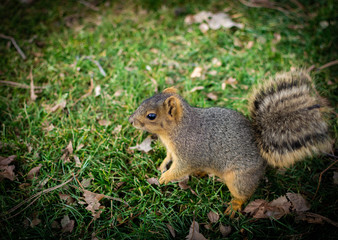 Naklejka na ściany i meble squirrel with bushy tail, close up, very cute