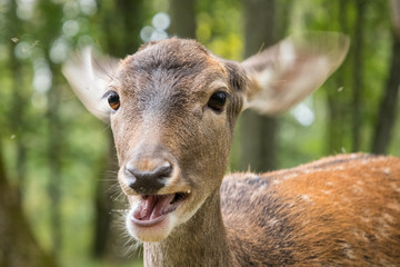 Fressender Damhirsch (Dama dama)