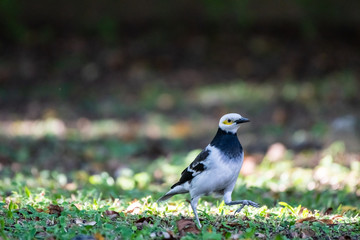 Black-collared Starling