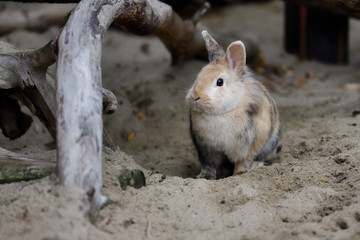 Full body of multicolor domestic pygmy rabbit