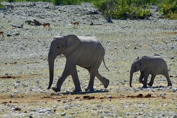 Young elephants march to waterhole