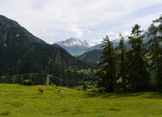 Fototapeta na wymiar Mountain meadow view with cows in canton of Graubunden, Switzerland
