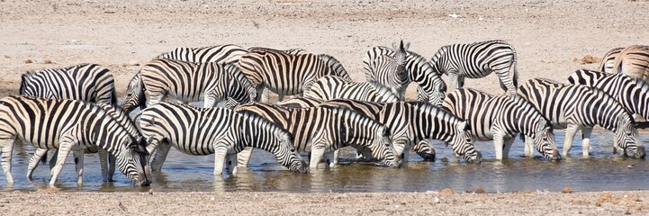 Fototapeta na wymiar zebras at waterhole 